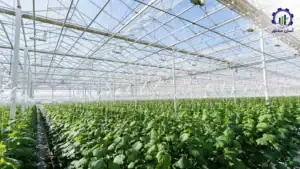 بررسی تجهیزات و تأسیسات احداث گلخانه خیار