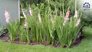 بررسی تجهیزات و تأسیسات احداث گلخانه کاشت گل گلایل