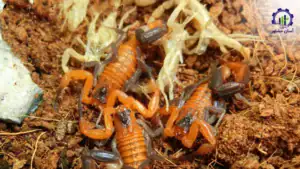 بررسی تجهیزات و تأسیسات فارم پرورش عقرب