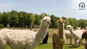 بررسی تجهیزات و تأسیسات فارم پرورش لاما و آلپاکا