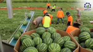 بررسی تجهیزات و تأسیسات فارم پرورش هندوانه