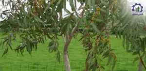 بررسی تجهیزات و تأسیسات فارم کاشت نهال اکالیپتوس