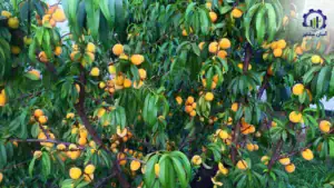 بررسی فرآیند احداث باغ انبه