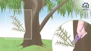 بررسی فرآیند احداث باغ بیدمشک 