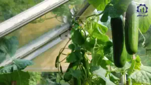 بررسی فرآیند ساخت گلخانه پرورش خیار
