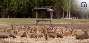 بررسی فرآیند پرورش آهو