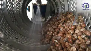 بررسی فرآیند پرورش حلزون