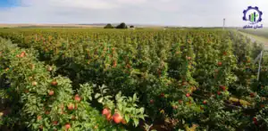 بررسی فرآیند پرورش سیب فوجی