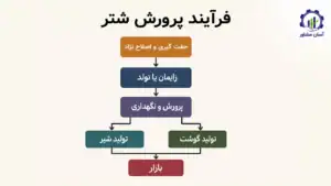 بررسی فرآیند پرورش شتر