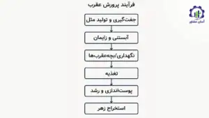 بررسی فرآیند پرورش عقرب