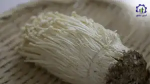 بررسی فرآیند پرورش قارچ انوکی