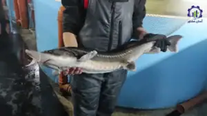 بررسی فرآیند پرورش ماهی خاویار