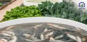 بررسی فرآیند پرورش ماهی سوف سفید