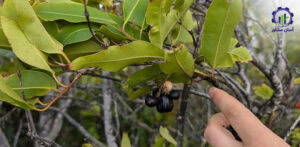 بررسی فرآیند پرورش میوه جمبو