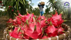 بررسی فرآیند پرورش میوه دراگون فروت