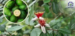 بررسی فرآیند پرورش میوه فیجوا