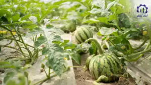 بررسی فرآیند پرورش هندوانه