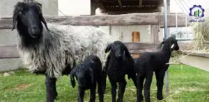 بررسی فرآیند پرورش گوسفند رومانوف