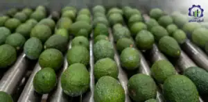 بررسی فرآیند کاشت آووکادو