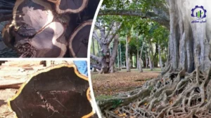 بررسی فرآیند کاشت درخت آبنوس