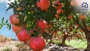 بررسی فرآیند کاشت درخت انار