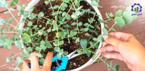 بررسی فرآیند کاشت درخت اکالیپتوس