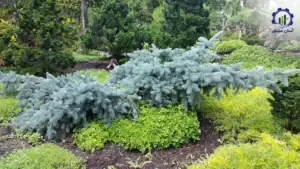 بررسی فرآیند کاشت درخت صنوبر