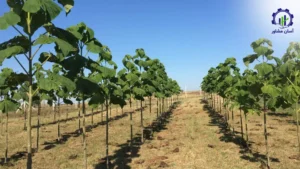 بررسی فرآیند کاشت درخت پالونیا