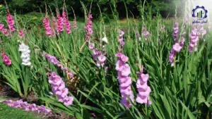 بررسی فرآیند کاشت گل گلایل