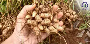 بررسی فرآیند کشت بادام زمینی