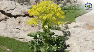 بررسی فرآیند کشت گیاه آنغوزه