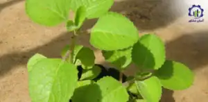 بررسی فرآیند کشت گیاه زنیان