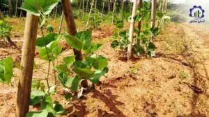 بررسی مراحل کاشت لوبیا چیتی