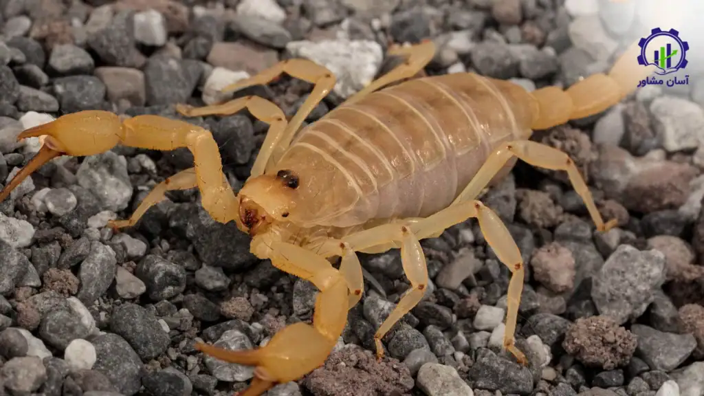 طرح توجیهی احداث فارم پرورش عقرب