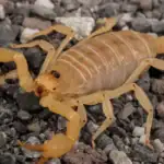 طرح توجیهی احداث فارم پرورش عقرب