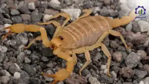 طرح توجیهی احداث فارم پرورش عقرب