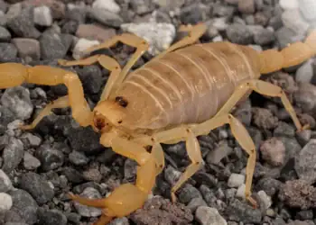 طرح احداث فارم پرورش عقرب