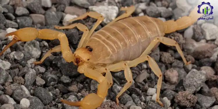 طرح احداث فارم پرورش عقرب