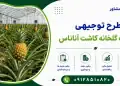 طرح احداث گلخانه کاشت آناناس