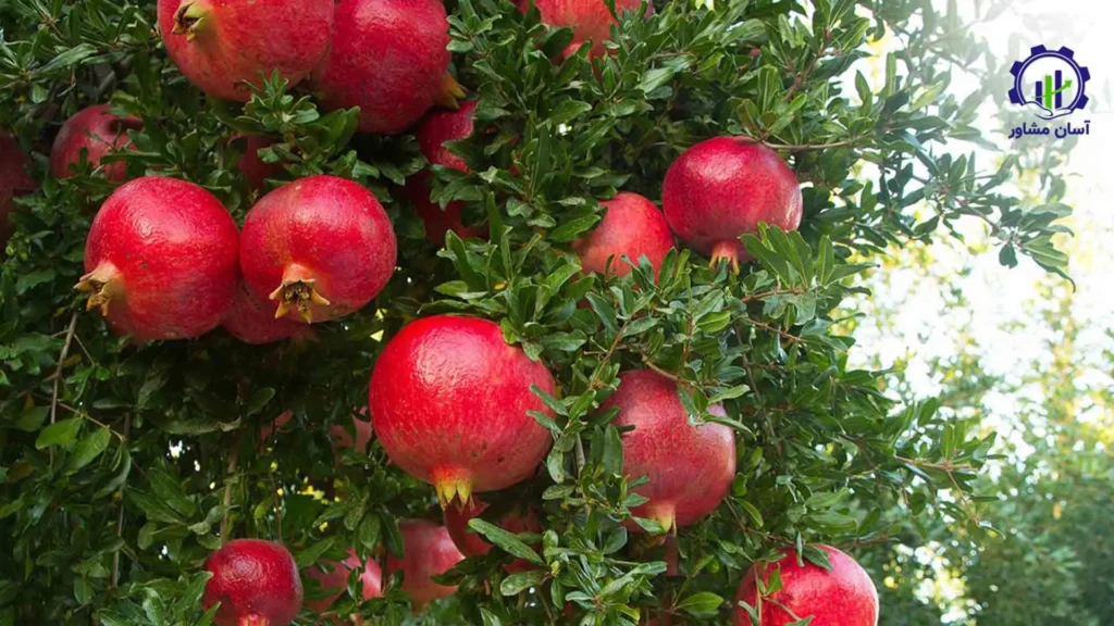 طرح توجیهی احداث باغ انار