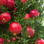 طرح توجیهی احداث باغ انار