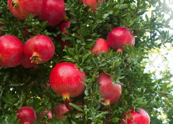 طرح توجیهی احداث باغ انار