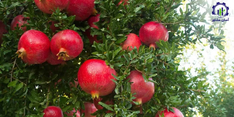 طرح توجیهی احداث باغ انار