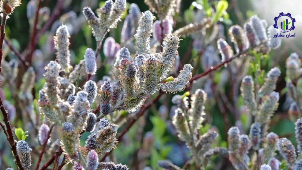 طرح توجیهی احداث باغ بیدمشک