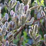 طرح توجیهی احداث باغ بیدمشک