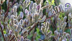 طرح توجیهی احداث باغ بیدمشک