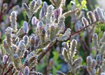 طرح توجیهی احداث باغ بیدمشک