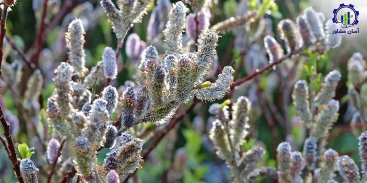 طرح توجیهی احداث باغ بیدمشک