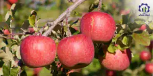 طرح توجیهی احداث باغ سیب فوجی