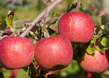 طرح توجیهی احداث باغ سیب فوجی